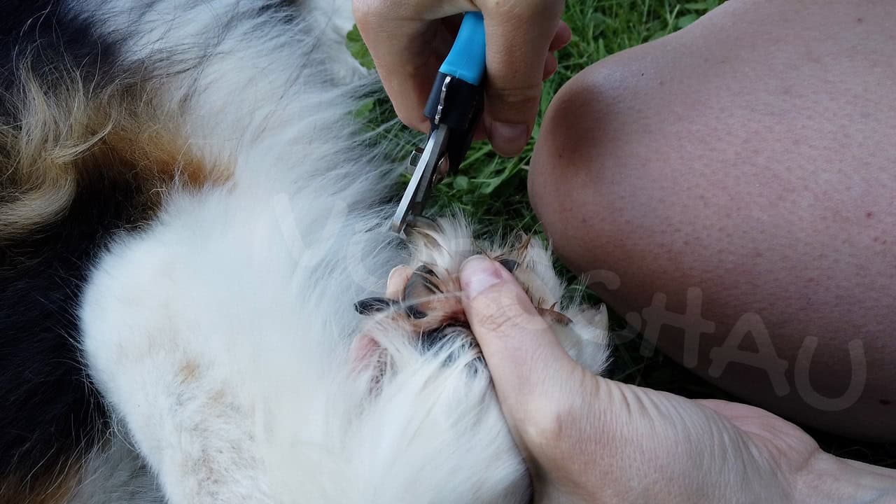 Dem Hund die Krallen schneiden - Hey-Fiffi.com