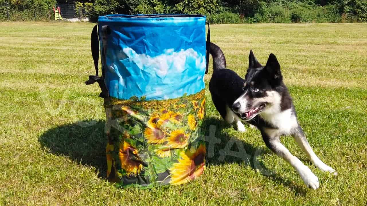 Hoopers Agility: Hund umrundet Wendetonne - Hey-Fiffi.com