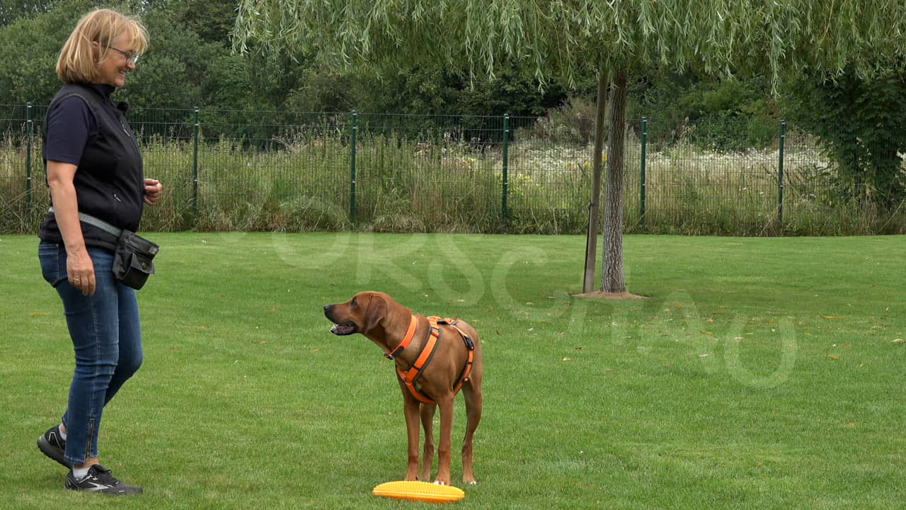 Hundetrainerin Heike Overhage mit Hund an Bodentarget - Hey-Fiffi.com