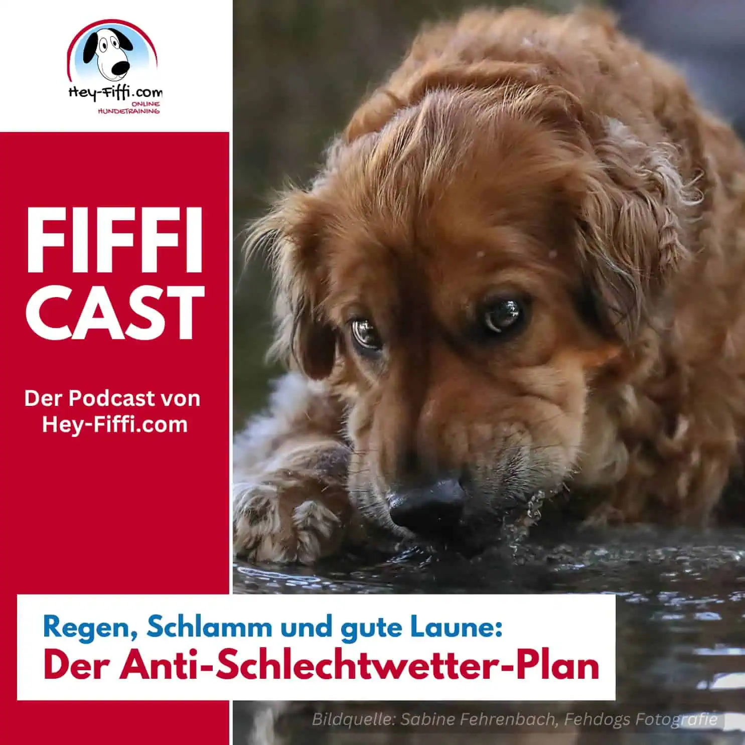 Hundeportrait, Foto: Sabine Fehrenbach (H48A0495xx) - Hey-Fiffi.com